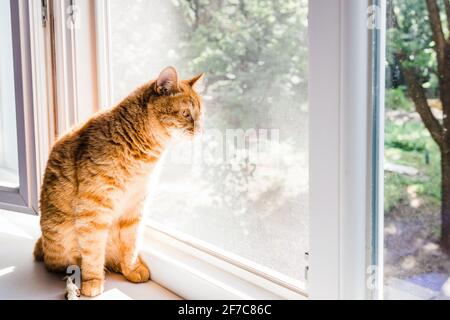 Lustige niedliche Ingwer Katze auf dem Fensterbrett suchen mit Interesse. Stockfoto