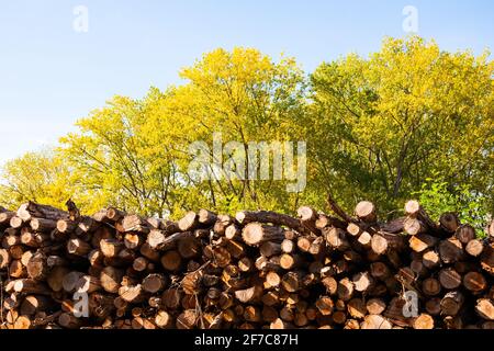 Holzstämme in einem Stapel im Wald gestapelt. Frankreich. Frisch gehackte Baumstämme, die im Herbst für die Winterheizung bei kaltem Wetter vorbereitet werden. Holzindustrie Stockfoto