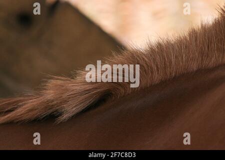 Arabisches Pferd Stockfoto