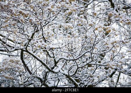 Schnee auf einem blühenden Ahornbaum in Wetter an der Ruhr am 6. April. 2021, Nordrhein-Westfalen, Deutschland. Schnee auf einem bluehenden Ahorn in Stockfoto