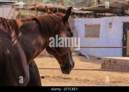 Arabisches Pferd Stockfoto