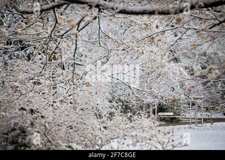 Schnee auf einem blühenden Ahornbaum in Wetter an der Ruhr am 6. April. 2021, Nordrhein-Westfalen, Deutschland. Schnee auf einem bluehenden Ahorn in Stockfoto