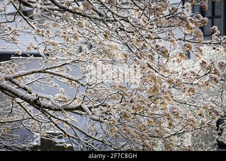 Schnee auf einem blühenden Ahornbaum in Wetter an der Ruhr am 6. April. 2021, Nordrhein-Westfalen, Deutschland. Schnee auf einem bluehenden Ahorn in Stockfoto