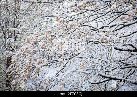 Schnee auf einem blühenden Ahornbaum in Wetter an der Ruhr am 6. April. 2021, Nordrhein-Westfalen, Deutschland. Schnee auf einem bluehenden Ahorn in Stockfoto