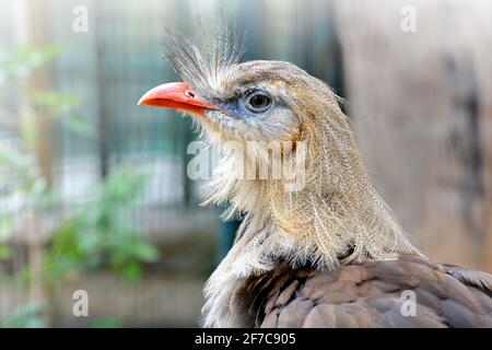 Rotbeinige Seriema-Vogel (Cariama cristata), in Südamerika heimischer Vogel. Stockfoto