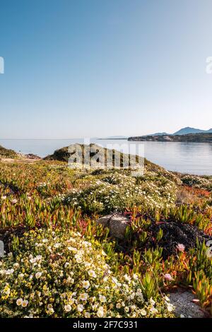 Wilde Blumen blühen in der Macchia an der Küste Von La Revellata in der Balagne auf Korsika Stockfoto