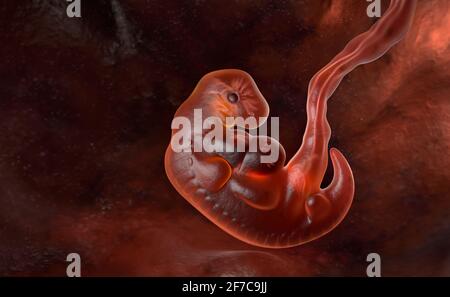 Menschlicher Embryo am Ende von 5 Wochen. 3D-Illustration Stockfoto