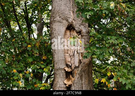 Nahaufnahme einer alten Baumrinde und grünem Moos auf dem Hintergrund eines Herbstwaldes. Stockfoto