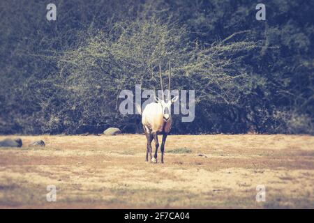 Arabische Oryx-Antilope Stockfoto