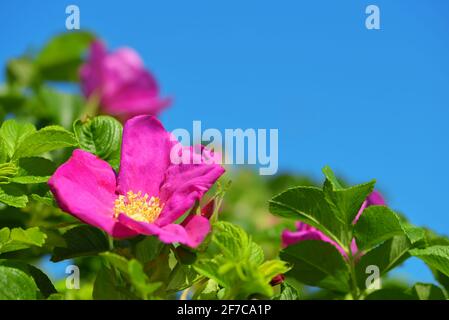 Blühende Blüten von Ramanas Rose oder Japanischer Rose ( Rosa Rugosa ) mit grünen Blättern am blauen Himmel. Stockfoto