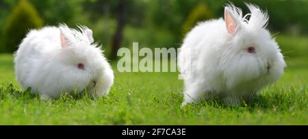 Lustige Baby weißen Teddy Kaninchen auf grünem Gras sitzen. Stockfoto