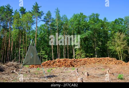 Wald durch Rindenkäfer zerstört. Holzstämme geschnitten und gestapelt. Stockfoto