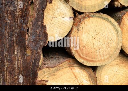 Fichtenrinde mit Muster aus Rindenkäfer mit geschnittenen Baumstämmen. Stockfoto