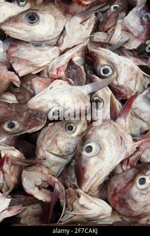 Fischköpfe in einem Tablett, das darauf wartet, als Köder in Hummer- und Krabbenköpfen im loughshinny Harbour, North Dublin, verwendet zu werden. Stockfoto