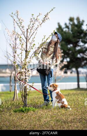 Die Frühlings-Sakura-Blüte bringt einem Mädchen und ihrem Hund Hoffnung auf das Ende der Covid. Junges Mädchen mit Gesichtsmaske und Blick auf den Kirschblütenbaum. Stockfoto