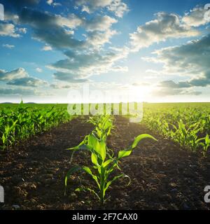 Grünes Maisfeld im Sonnenuntergang. Stockfoto