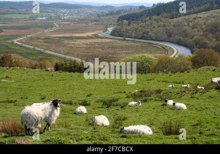 Yachten im Ardrisaig Basin am Crinan Canal, Schottland mit Schafen im Vordergrund Stockfoto