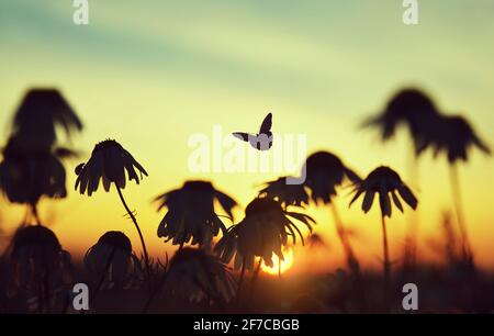 Silhouette von marguerite-Gänseblümchen mit Schmetterling und Marienkäfer auf der Wiese bei Sonnenuntergang. Frühjahrssaison. Stockfoto