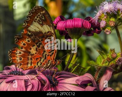 Orange Lacewing Butterfly Fütterung auf Blume Nektar. Stockfoto