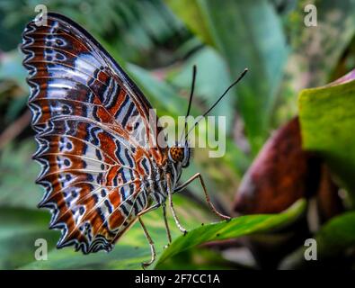 Orange Lacewing Butterfly Fütterung auf Blume Nektar. Stockfoto