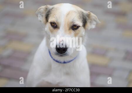 Straßenportrait eines traurigen, kreuzgezüchteten weißen Hundes mit blauem Kragen Stockfoto