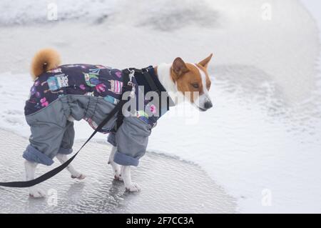 DNIPRO, UKRAINE - 08. februar 2020:Porträt des basenji-Hundes im Wintermantel, der auf eisbedecktem Boden steht und Unmut auf einem Muzz zeigt Stockfoto