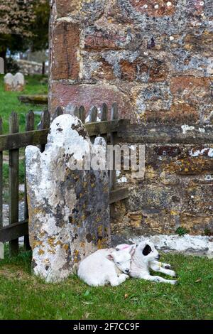 Brightling; East Sussex; Großbritannien. April 2021. An einem kühlen Tag mit sonnigen Intervallen finden zwei kleine Lämmer einen geschützten Platz zum Snooze; an einem Grabstein im Brightling-Kirchhof. Carolyn Clarke/Alamy Live News Stockfoto