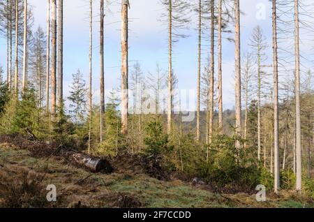 Waldszene mit beschädigten Bäumen und Rinde, Schädlingsbefall durch Rindenkäfer (Scolytinae) in Westerwald, Deutschland, Rheinland-Pfalz, Europa Stockfoto