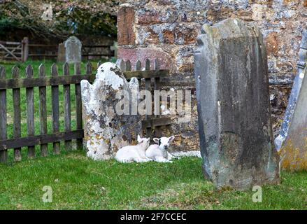 Brightling; East Sussex; Großbritannien. April 2021. An einem kühlen Tag mit sonnigen Intervallen finden zwei kleine Lämmer einen geschützten Platz zum Snooze; an einem Grabstein im Brightling-Kirchhof. Carolyn Clarke/Alamy Live News Stockfoto