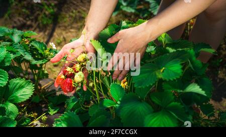 Ernte frischer Bio-Erdbeeren. Die Hände des Bauern pflücken Erdbeeren aus nächster Nähe. Erdbeersträucher Stockfoto
