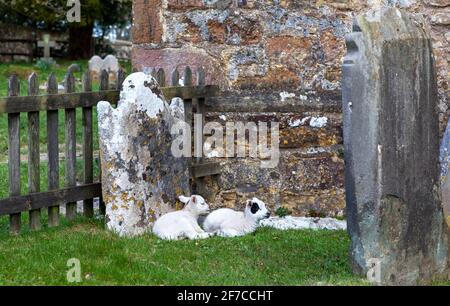 Brightling; East Sussex; Großbritannien. April 2021. An einem kühlen Tag mit sonnigen Intervallen finden zwei kleine Lämmer einen geschützten Platz zum Snooze; an einem Grabstein im Brightling-Kirchhof. Carolyn Clarke/Alamy Live News Stockfoto