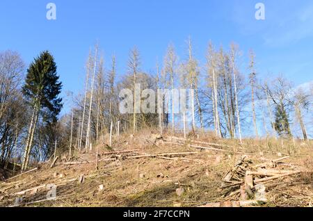 Waldszene mit beschädigten Bäumen und Rinde, Schädlingsbefall durch Rindenkäfer (Scolytinae) in Westerwald, Deutschland, Rheinland-Pfalz, Europa Stockfoto