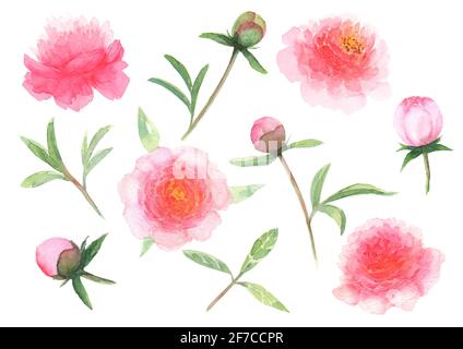 Aquarell rosa Pfingstrosen Blumen, Blätter, Knospen isoliert auf weißem Hintergrund gesetzt. Aquarell handgezeichnete Blumenfrühling botanische Illustration. Drucken für t Stockfoto