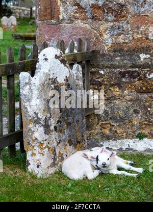 Brightling; East Sussex; Großbritannien. April 2021. An einem kühlen Tag mit sonnigen Intervallen finden zwei kleine Lämmer einen geschützten Platz zum Snooze; an einem Grabstein im Brightling-Kirchhof. Carolyn Clarke/Alamy Live News Stockfoto