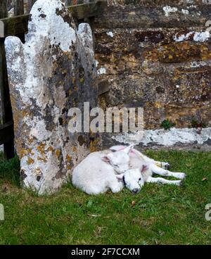 Brightling; East Sussex; Großbritannien. April 2021. An einem kühlen Tag mit sonnigen Intervallen finden zwei kleine Lämmer einen geschützten Platz zum Snooze; an einem Grabstein im Brightling-Kirchhof. Carolyn Clarke/Alamy Live News Stockfoto