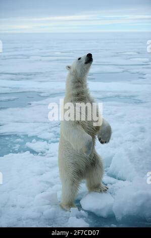 Ein riesiger 1000-Pfund-Eisbär steht aufrecht auf dem dünner werdendem Meereis. SPITZBERGEN, NORWEGEN: HERZZERREISSENDE Bilder zeigen die verheerenden Auswirkungen des Klimas Stockfoto