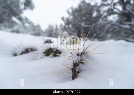 Kaktus wächst durch den Schnee in New Mexico.. Stockfoto