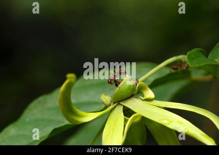 Eine Ameise auf einer grünen Cananga odorata, duftende und aromatische Blume Stockfoto