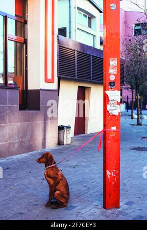 Verlorener Hund, der allein auf der Straße sitzt Stockfoto