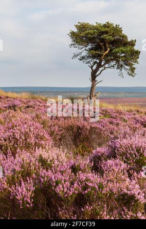 Eine isolierte Kiefer, umgeben von rosa blühendem Heidekraut Die North York Moors Stockfoto