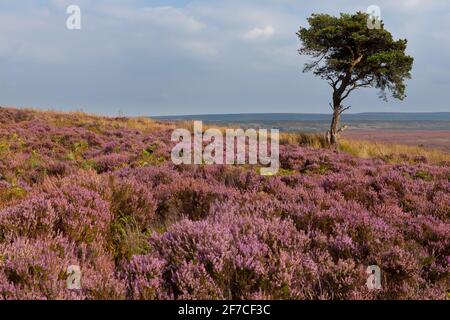 Eine isolierte Kiefer, umgeben von rosa blühendem Heidekraut Die North York Moors Stockfoto
