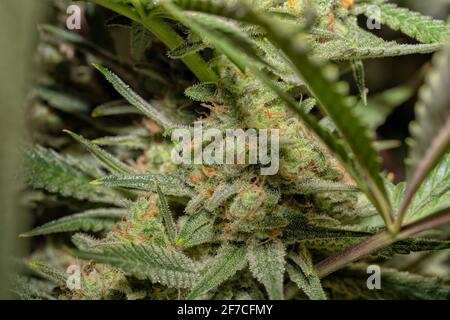 Detail einer White Widow Cannabis Pflanze, die blüht. Geboren aus einem feminisierten Samen. Stockfoto