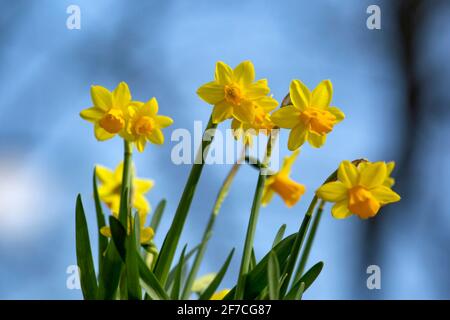 Gelbe Narzissenblüten blühen und grüne neue Blätter beginnen zu blühen Blühen Sie im frühen Frühling an einem sonnigen Apriltag mit Blauer Himmel und weiße Wolken Stockfoto