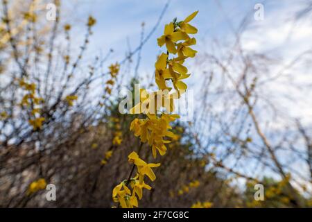 Forsythia Blüten blühen und grüne neue Blätter beginnen zu blühen Entlang von Ästen am sonnigen Apriltag mit blauem Himmel Und weiße Wolken Stockfoto