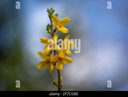 Forsythia Blüten blühen und grüne neue Blätter beginnen zu blühen Entlang von Ästen am sonnigen Apriltag mit blauem Himmel Und weiße Wolken Stockfoto