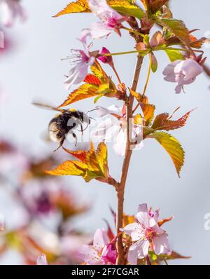 Preston, Lancashire, Großbritannien. April 2021. Eine Hummel trotzt dem kalten, winterlichen Wetter, um in einem Garten in der Nähe von Preston, Lancashire, Pollen aus der Kirschblüte zu sammeln. Quelle: John Eveson/Alamy Live News Stockfoto