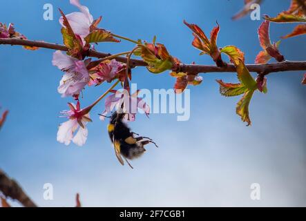 Preston, Lancashire, Großbritannien. April 2021. Eine Hummel trotzt dem kalten, winterlichen Wetter, um in einem Garten in der Nähe von Preston, Lancashire, Pollen aus der Kirschblüte zu sammeln. Quelle: John Eveson/Alamy Live News Stockfoto