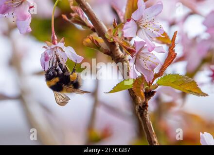 Preston, Lancashire, Großbritannien. April 2021. Eine Hummel trotzt dem kalten, winterlichen Wetter, um in einem Garten in der Nähe von Preston, Lancashire, Pollen aus der Kirschblüte zu sammeln. Quelle: John Eveson/Alamy Live News Stockfoto