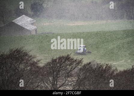 Preston, Lancashire, Großbritannien. April 2021. Rollendes Gras während einer Schneeschauer, Longridge, in der Nähe von Preston, Lancashire. Quelle: John Eveson/Alamy Live News Stockfoto