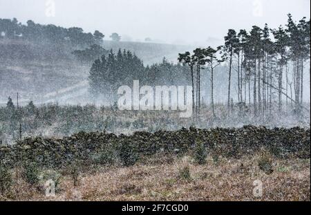 Preston, Lancashire, Großbritannien. April 2021. Schneeschauer über den Lancashire Fells, in der Nähe von Preston, Lancashire. Quelle: John Eveson/Alamy Live News Stockfoto